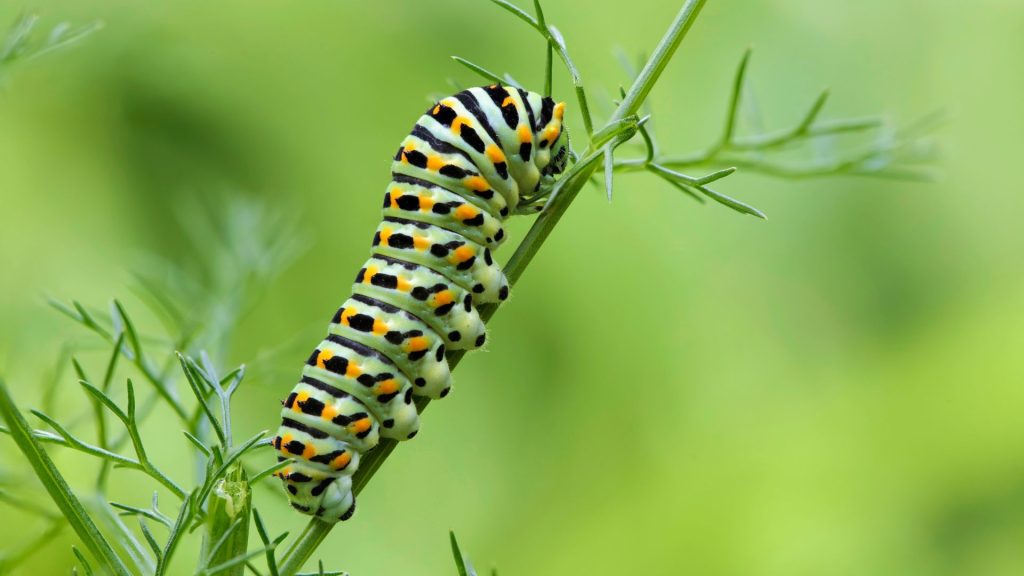 Nelea Vital Blog Abnehmen Raupe zum Schmetterling