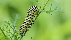 Nelea Vital Blog Abnehmen Raupe zum Schmetterling