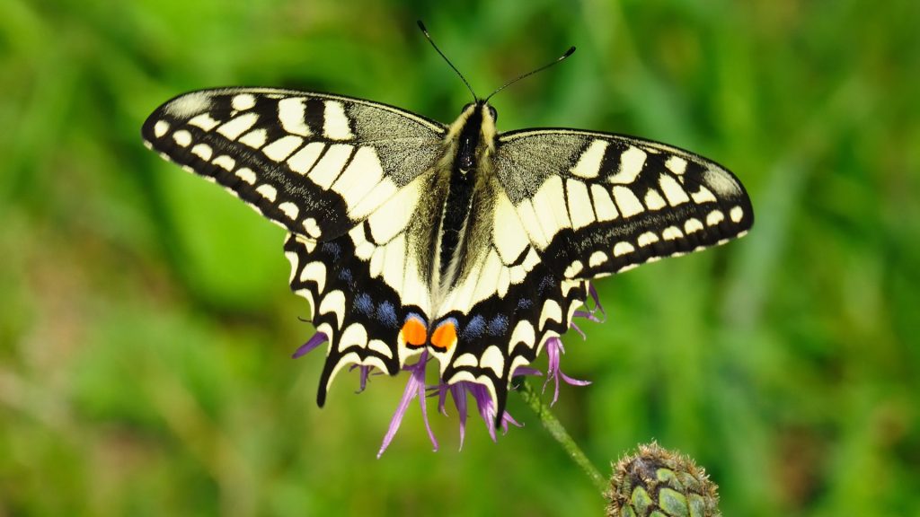 Nelea Vital Blog Abnehmen Raupe zum Schmetterling