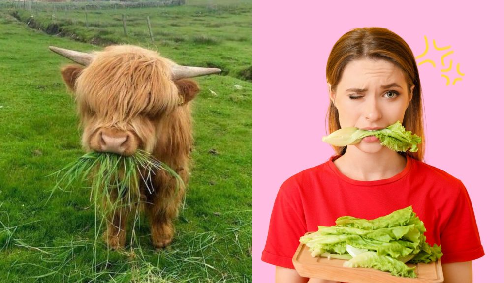 Abnehmen ganz ohne Salat