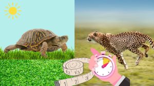 Nelea Vital Blog- schnell schlank schnell abnehmen